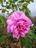 Cornet rose photo