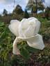 Marguerite Guillard rose photo