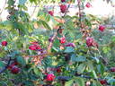 Frühlingsgold rose photo