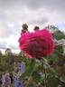 Madame Hersilie Ortgies - in commerce rose photo