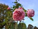 Mayor of Casterbridge rose photo