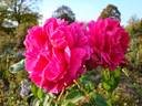 Madame Hersilie Ortgies - in commerce rose photo