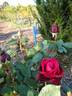 Ballade rose photo