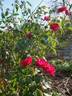 Sally Miller rose photo