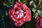 Victoriana rose photo