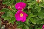 Scabrosa rose photo