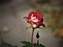 Victoriana rose photo