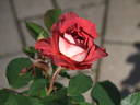 Victoriana rose photo