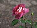Victoriana rose photo