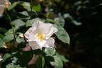 Sixty-five Roses rose photo