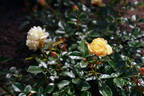 Golden Touch rose photo