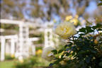 Golden Touch rose photo