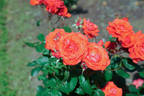 Strawberry Crush rose photo