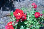 Marlena rose photo
