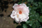 Sheer Bliss rose photo