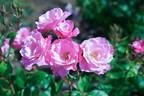 Simplicity ® rose photo
