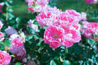 Carefree Wonder rose photo