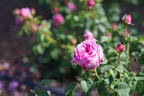 Deane Ross rose photo