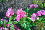 China Doll rose photo