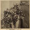 Augenschein rose photo