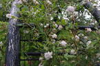 <i>Rosa triphylla</i> Roxburgh ex Hemsley synonym rose photo