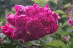 Himmelsauge rose photo