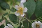 R. henryi rose photo