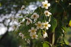 R. henryi rose photo
