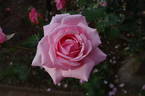 Hagoromo rose photo