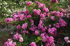 Belinda rose photo