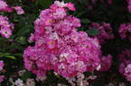 Belinda rose photo