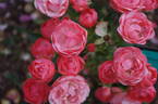 Margo Koster rose photo