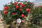 Hi-Ohgi rose photo