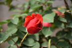 Hi-Ohgi rose photo