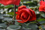 Hi-Ohgi rose photo
