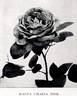 Magna Charta rose photo