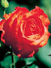 Burning Glow rose photo