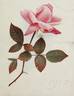 Dean Hole rose photo
