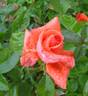 Amica rose photo
