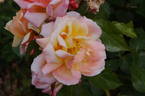 Chanelle rose photo