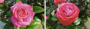 Vieux Rose rose photo