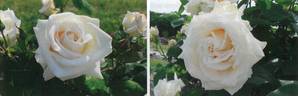 Weissherbst rose photo