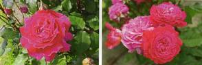 Couronne Rouge rose photo