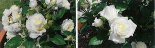 Eliana Hit rose photo
