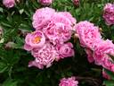 Alexander Fleming peony photo