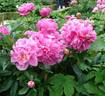 Alexander Fleming peony photo