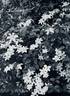 Huldine clematis photo