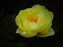 High Noon peony photo