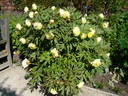 High Noon peony photo