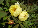 High Noon peony photo
